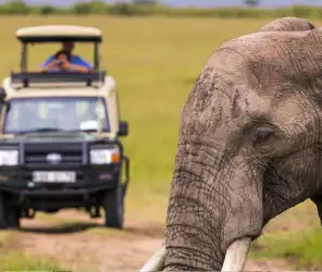 Wait longer for animal behaviour on a private safari