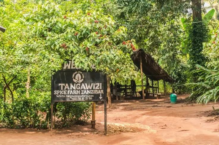 Spice farm tour Zanzibar cloves vanilla tropical spices Tanzania