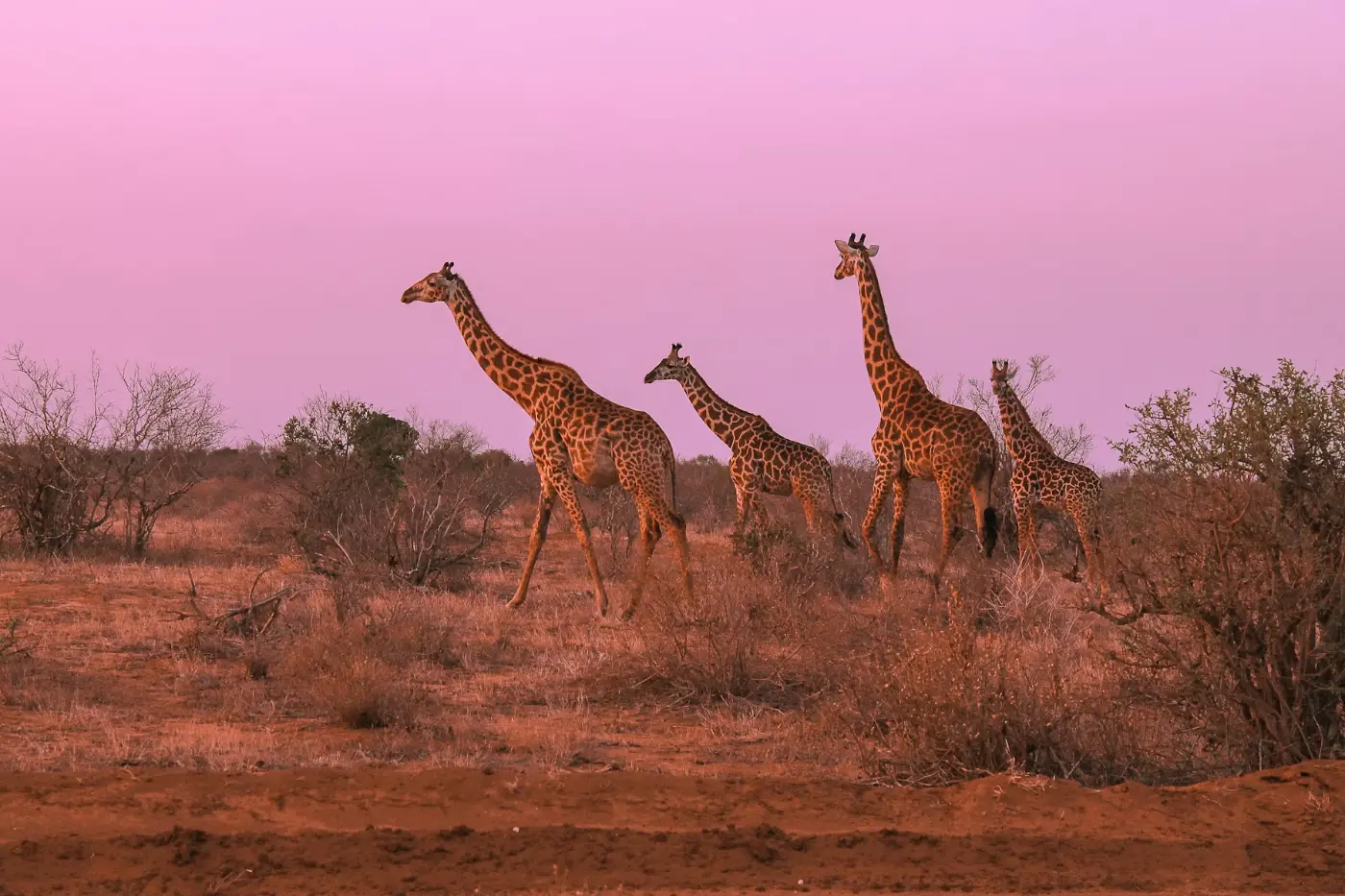 Giraffes in the Masai Mara savannah