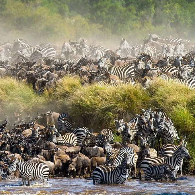 Great Migration Safari Experience