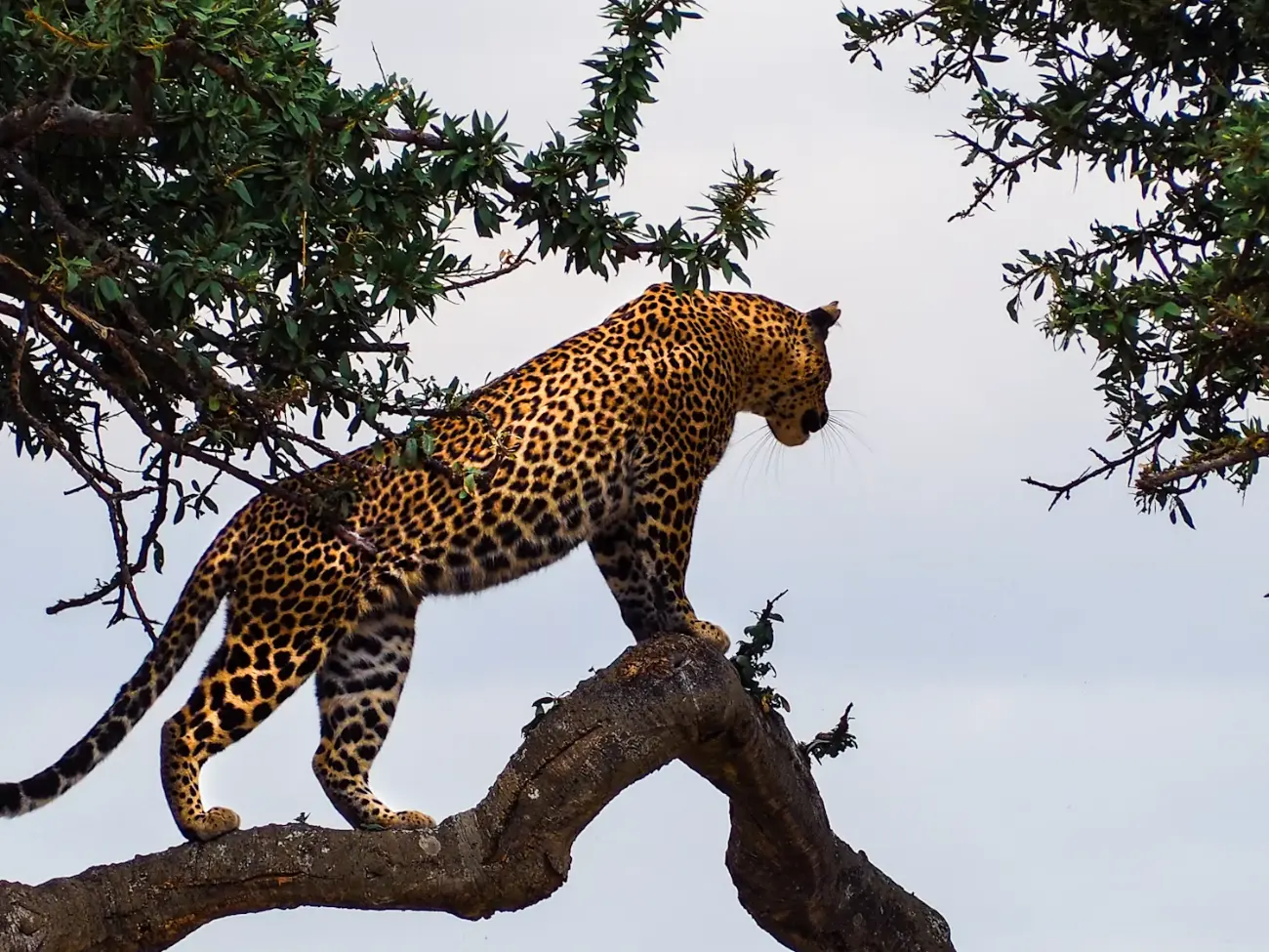 Luxury safari experience