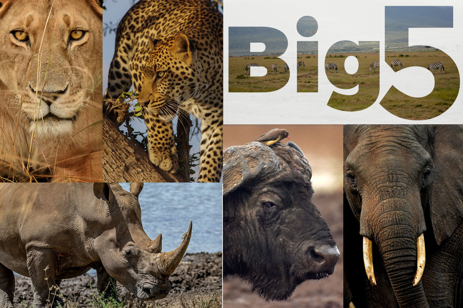 Big Five safari wildlife in Masai Mara Kenya