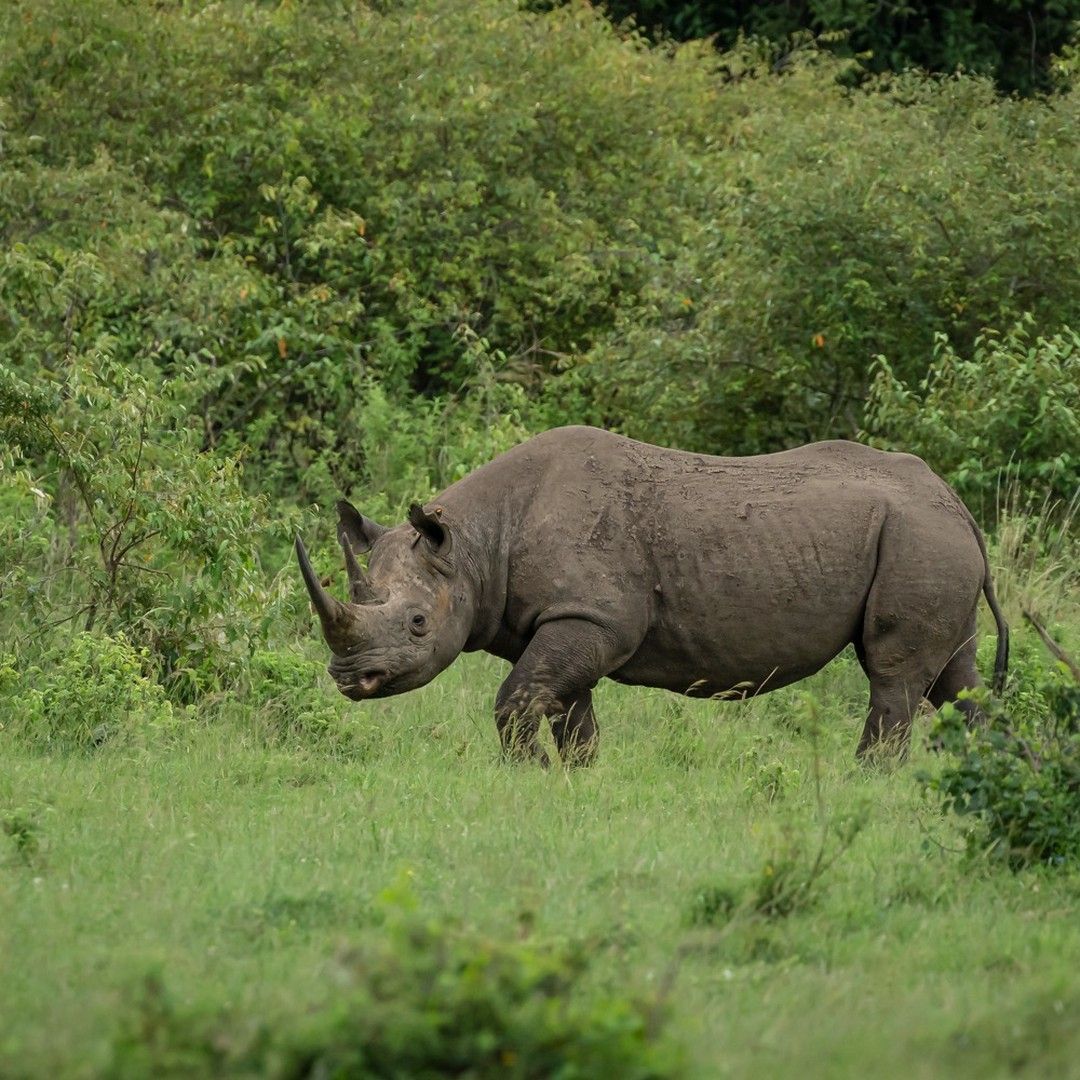 Black rhino sighting in Masai Mara