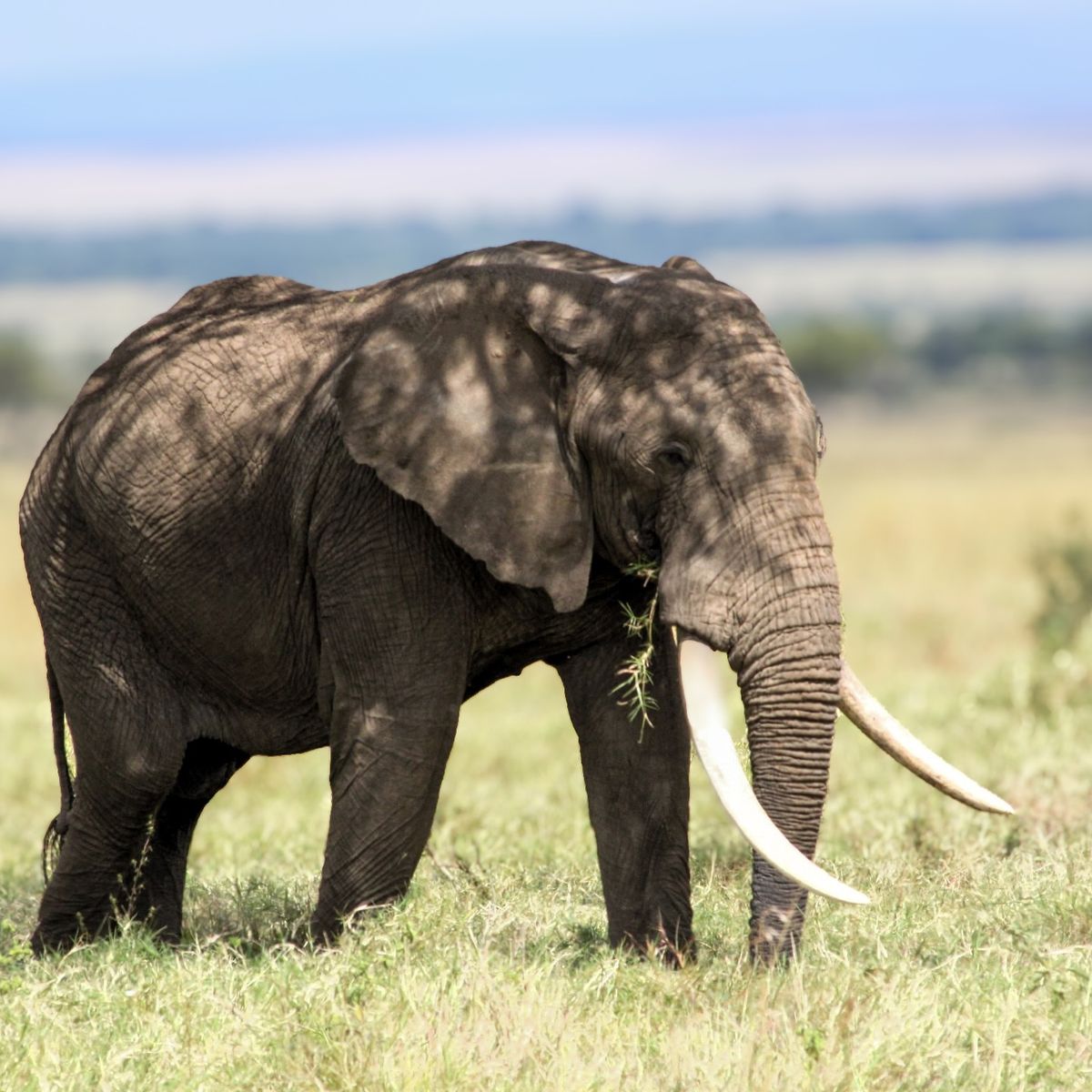 Elephant herd in Masai Mara