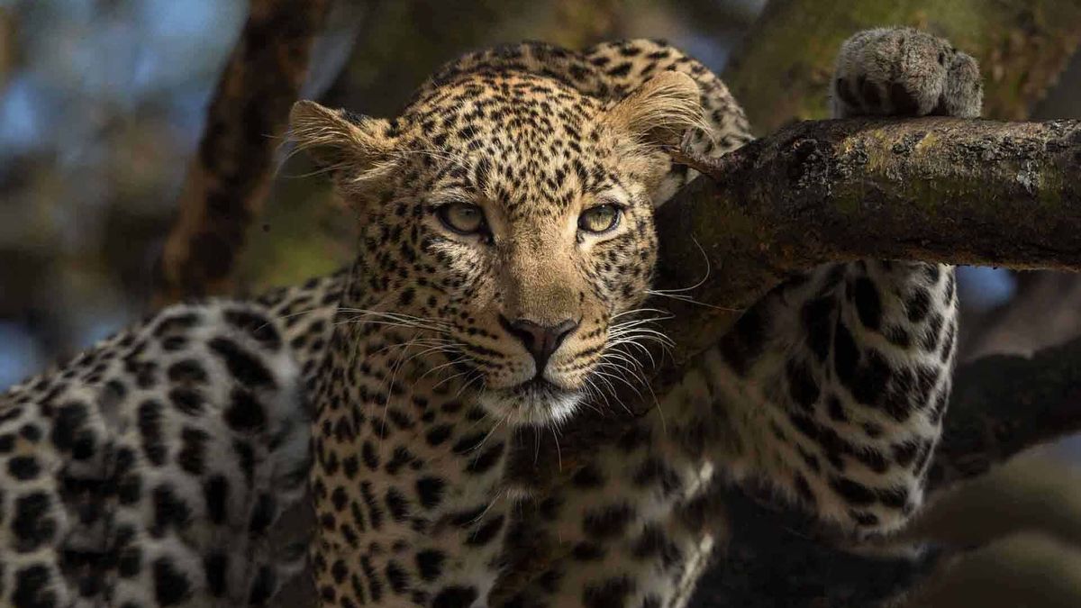 Leopard sighting in Masai Mara