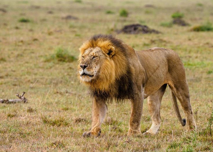 Lion sighting during Big Five safari in Masai Mara