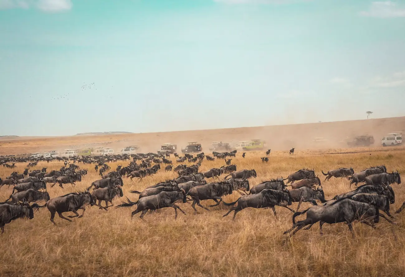 Tanzania's Big Five Expedition
