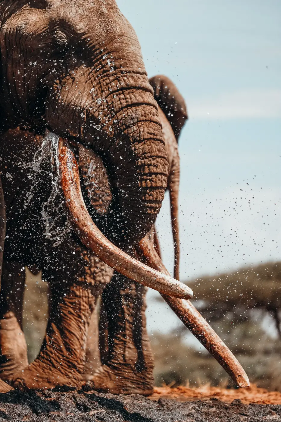 Ngorongoro Crater Safari