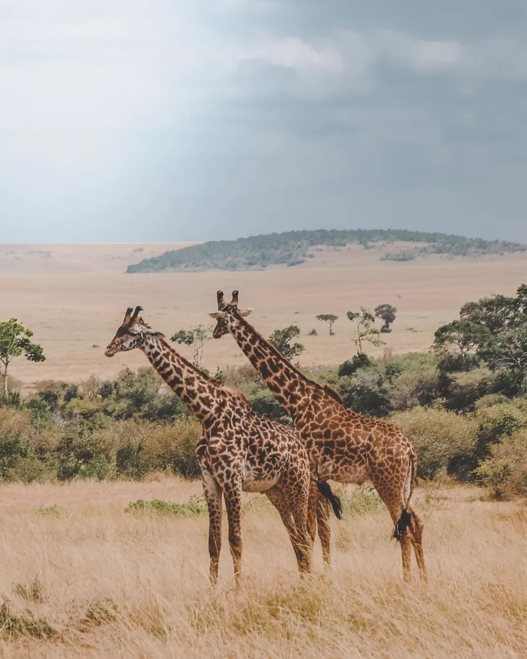 Masai Mara Family Package