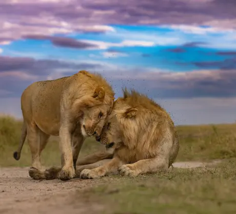 Masai Mara Honeymoon Package