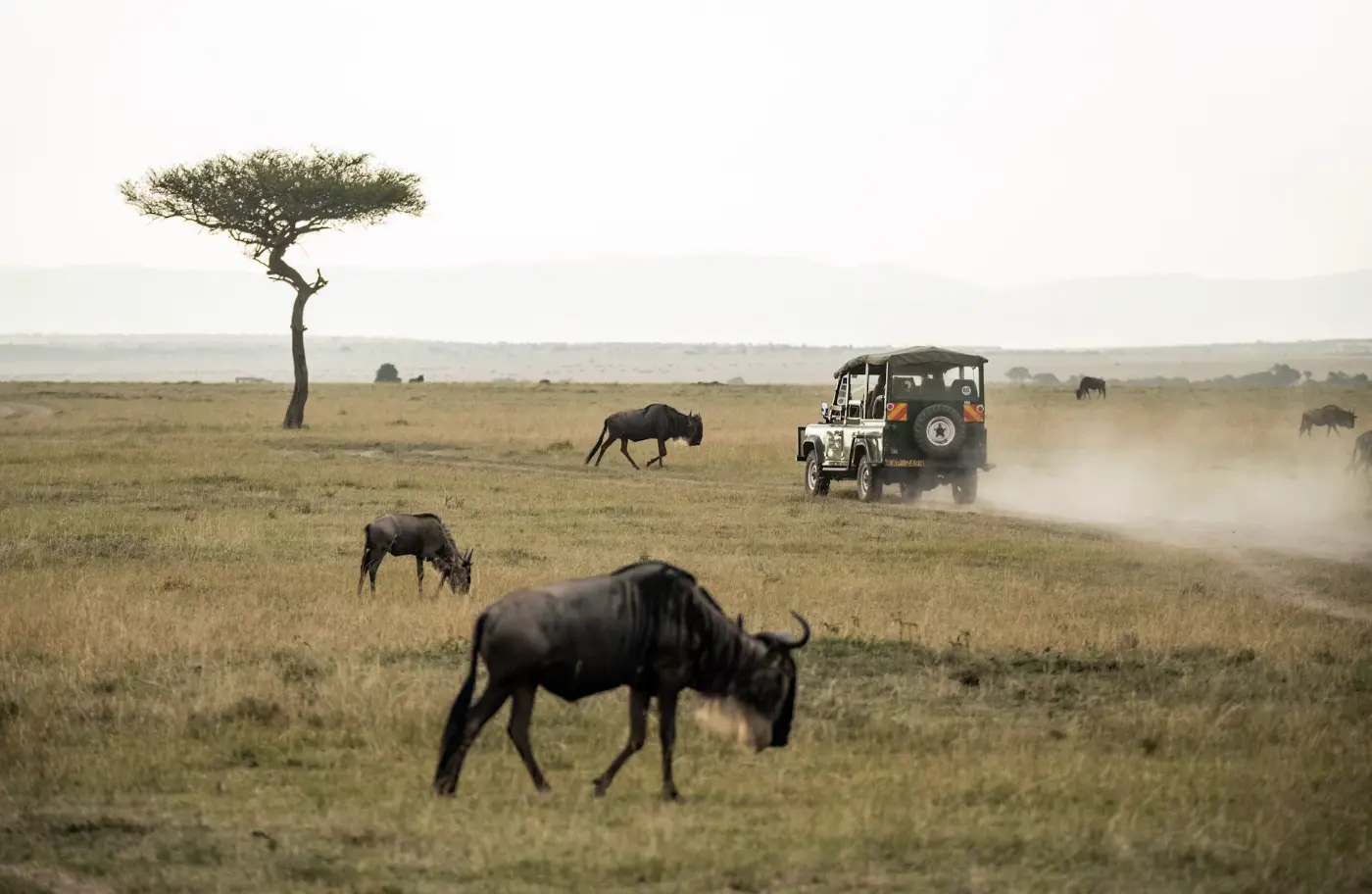 4D3N Great Migration Package