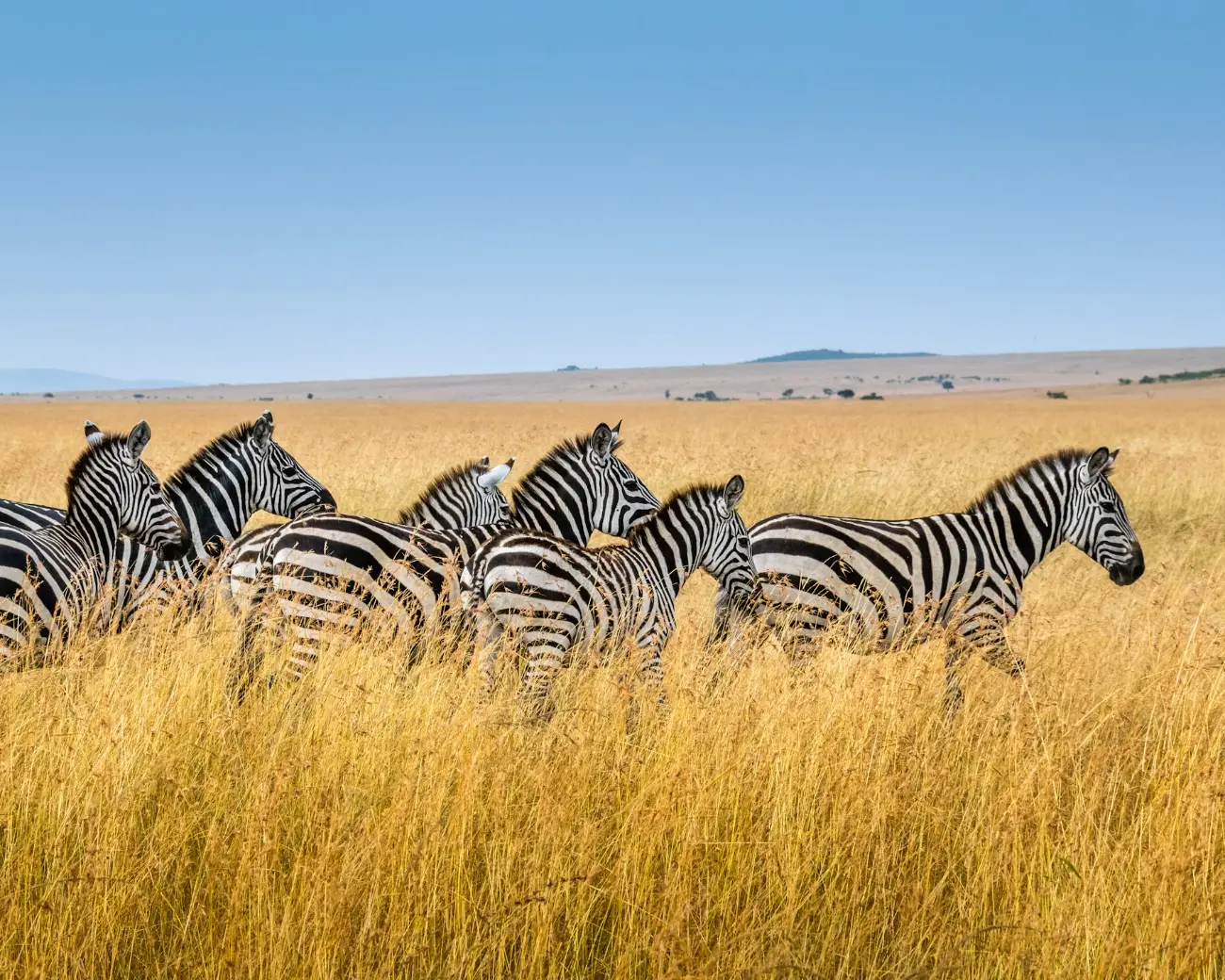 Serengeti Wild Safari