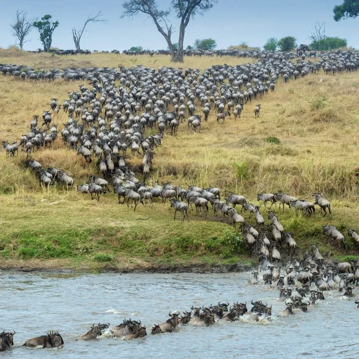 Great Migration Serengeti