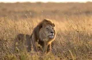 Lion on Serengeti kopje