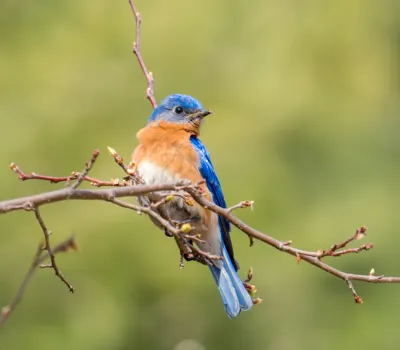 Great Migration in Masai Mara