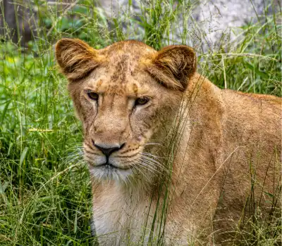 Masai Mara landscape