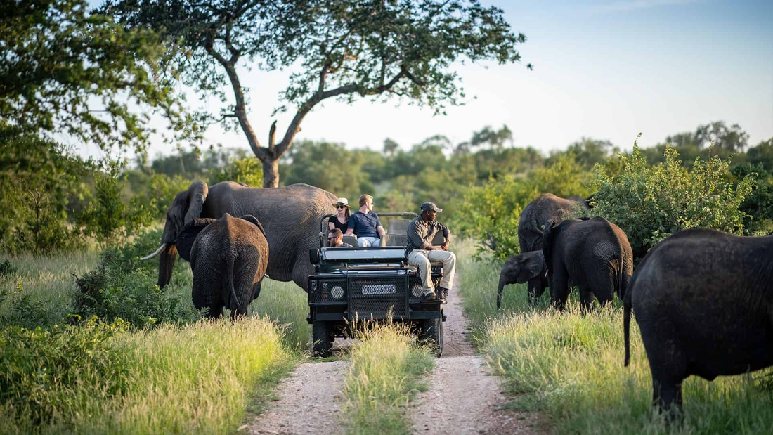 Kruger National Park: the safari heart