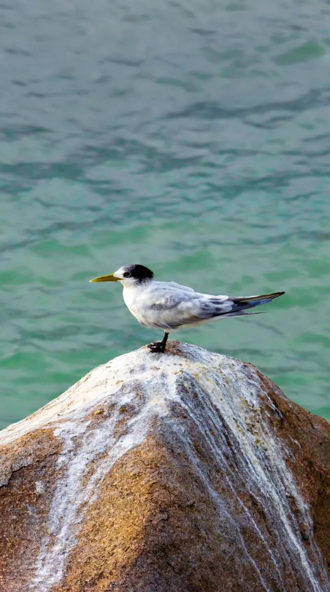 Wildlife and nature