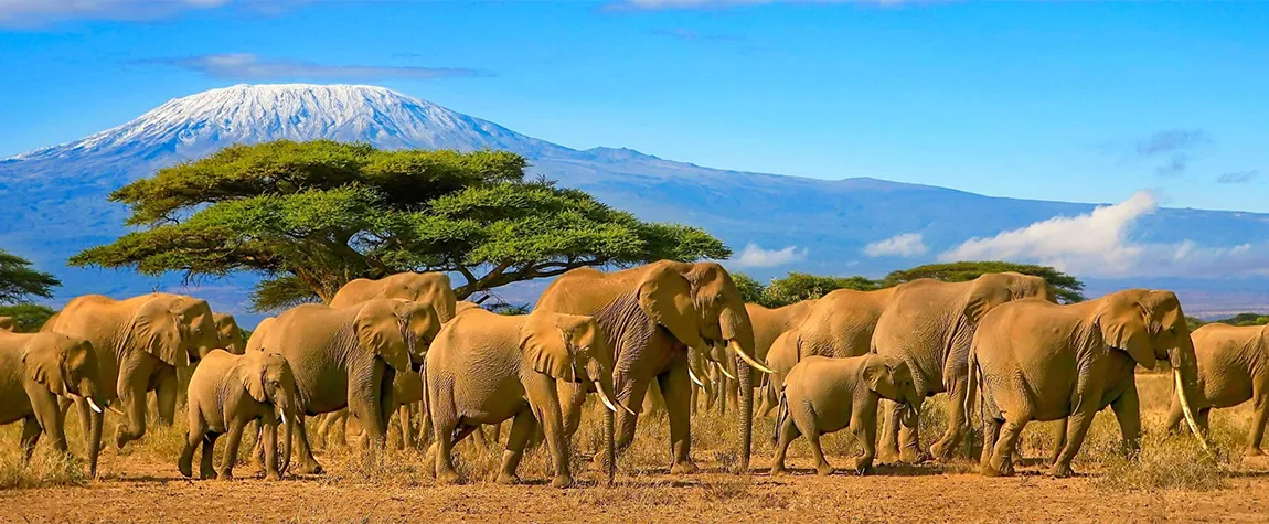 How to Travel from India to Tanzania in 2026